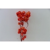 Dried Artz Bougainvillea Picasso Bunch