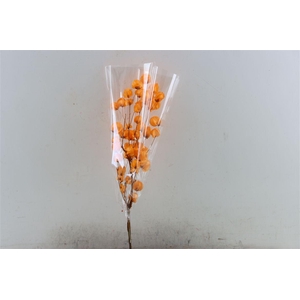 Dried Bougainvillea X5 55cm Orange Bunch