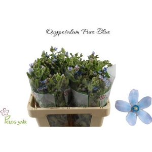OXY CO TAN PURE BLU