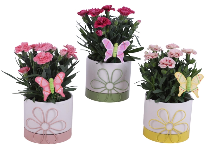 <h4>Spring Flower Arr. Outdoor Ceramic Flowerframe Pot Mix Ø10cm 1PP</h4>