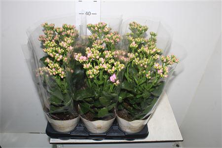 <h4>Kal Ge Rf Gracf Pink</h4>