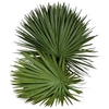 Palm