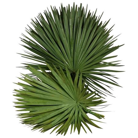 <h4>Palm</h4>