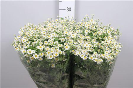 <h4>Tana Pa Single Vegmo</h4>