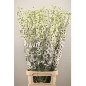 Delph El Dewi Rocket