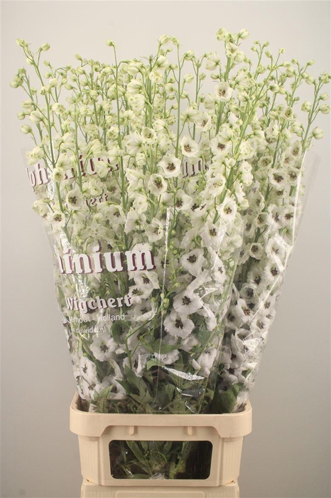 <h4>Delph El Dewi Rocket</h4>