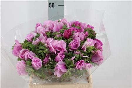 <h4>Anemone Mistral Super Happy Lavender</h4>