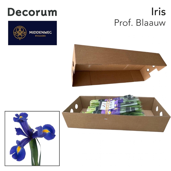 <h4>Iris Prof. Blaauw Pre-Packed Decorum</h4>