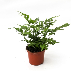 Pteris Ensiformis 'Evergreen'
