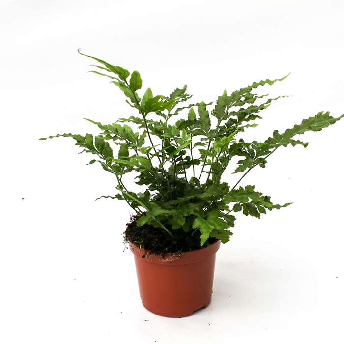 <h4>Pteris Ensiformis 'Evergreen'</h4>