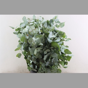 Euca Cinerea 300gr P Bunch