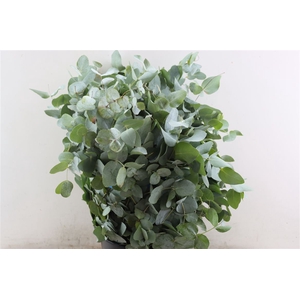 Euca Cinerea 300gr P Bunch