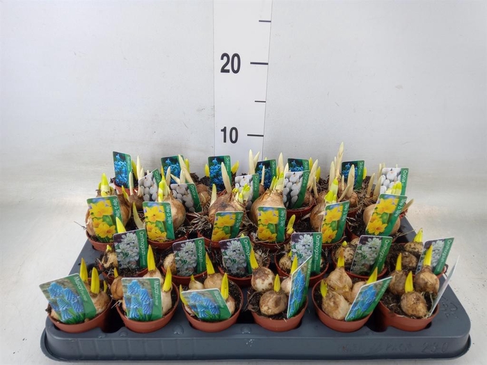 <h4>Bolbloemen   ...mix</h4>