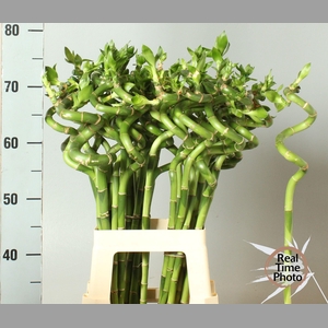 Drac Bamboo Spiraal 70 Cm