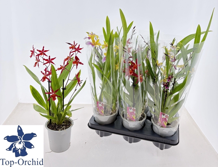 <h4>ORCHIDEEEN GEM</h4>