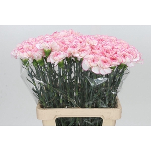 Dianthus St Poirot Bianco