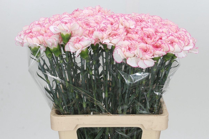 <h4>Dianthus St Poirot Bianco</h4>