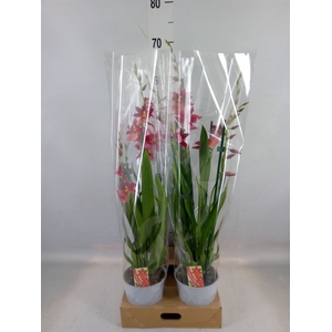 xBurrageara  'Nelly Isler'