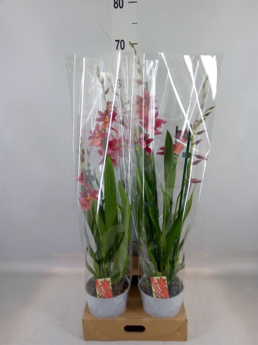 <h4>xBurrageara  'Nelly Isler'</h4>