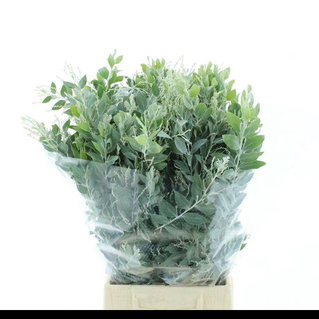 <h4>ACACIA BL HAMBURY BS</h4>