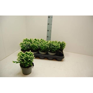 Selaginella martensii Jori 12Ø 20cm