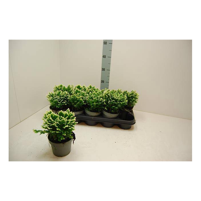 <h4>Selaginella martensii Jori 12Ø 20cm</h4>