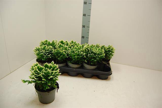 Selaginella martensii Jori 12Ø 20cm