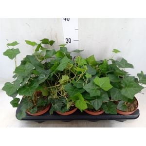 Hedera hibernica
