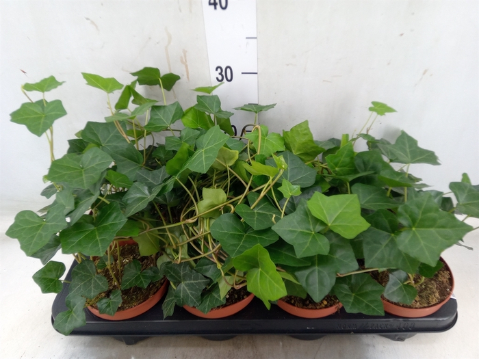 <h4>Hedera hibernica</h4>