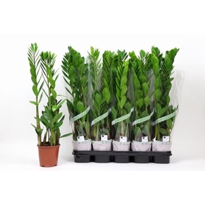 ZAMIO ZAMIIFOLIA
