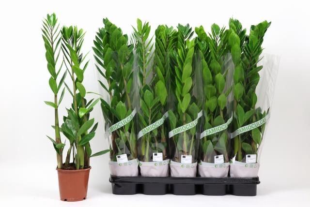 <h4>ZAMIO ZAMIIFOLIA</h4>