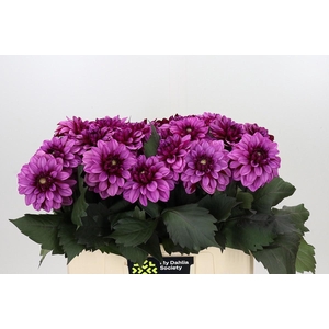 DAHLIA MELISSA ANNE MARIJKE*