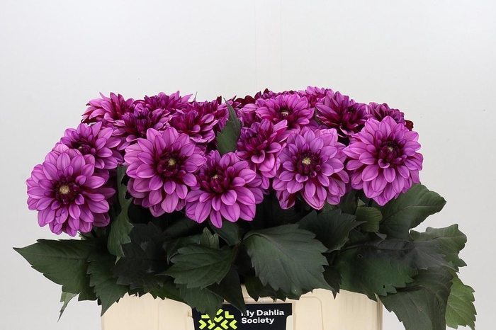 <h4>DAHLIA MELISSA ANNE MARIJKE*</h4>