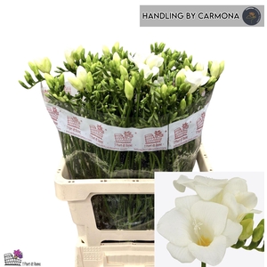 Freesia enk San Remo