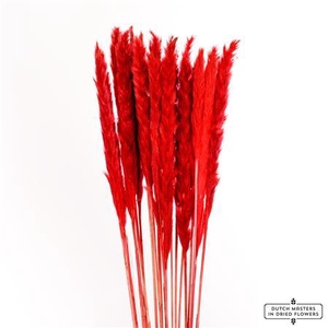 Dried Fluffy Pampas Red Bunch Slv