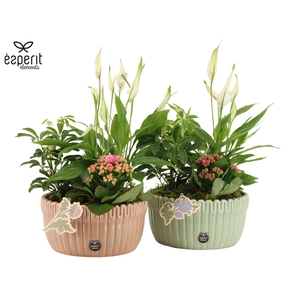 22139: Contradiction arrangement