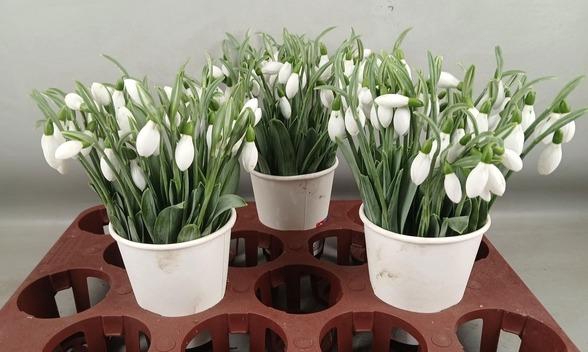 <h4>GALANTHUS NIVALIS BS</h4>