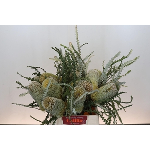 Banksia Speciosa