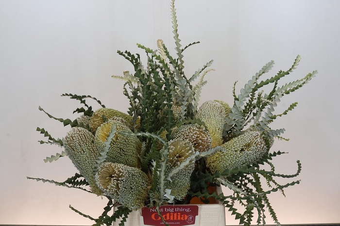 <h4>Banksia Speciosa</h4>