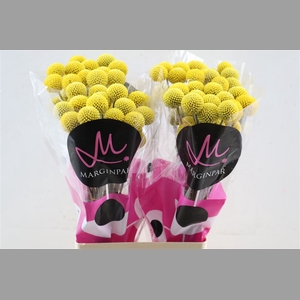 Craspedia Paintball Pop