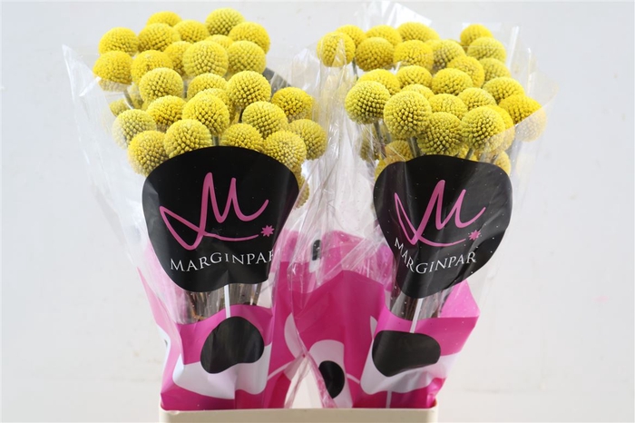 <h4>Craspedia Paintball Pop</h4>