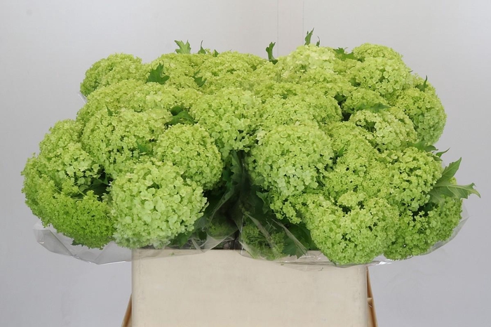 <h4>Viburnum Roseum</h4>