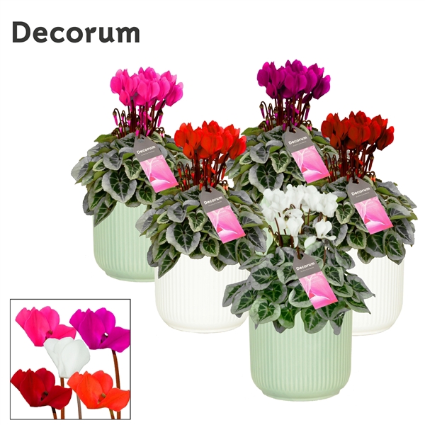 <h4>Cyclamen SS Picasso mix in Sophie Ceramics Decorum</h4>