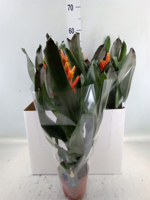 <h4>Aechmea  'Pepita Elegant Flames'</h4>