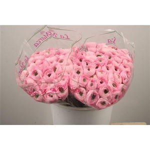 Ran. Su Confetto Pink Sec X50