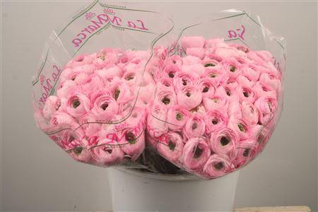 <h4>Ran. Su Confetto Pink Sec X50</h4>