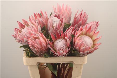 <h4>Protea Cynaroides</h4>