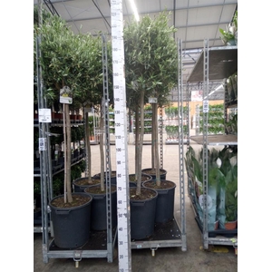 Olea europaea