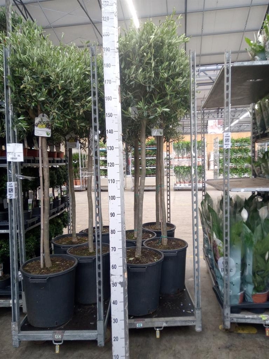 <h4>Olea europaea</h4>