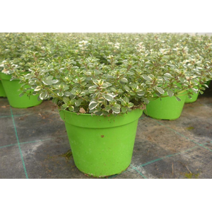 Thymus vulgaris